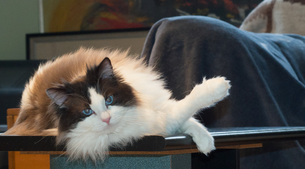 Rocky & Samantha ragdoll cats